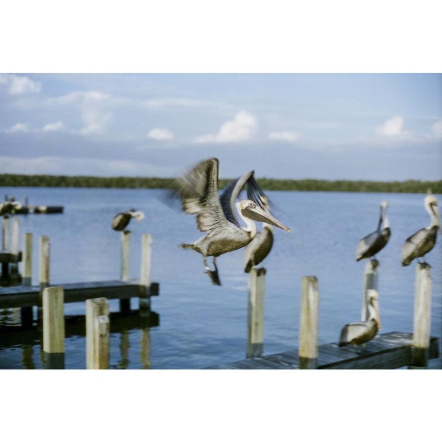 Filme fotográfico 35mm CineStill 50D ISO 50 Colorido 36 poses