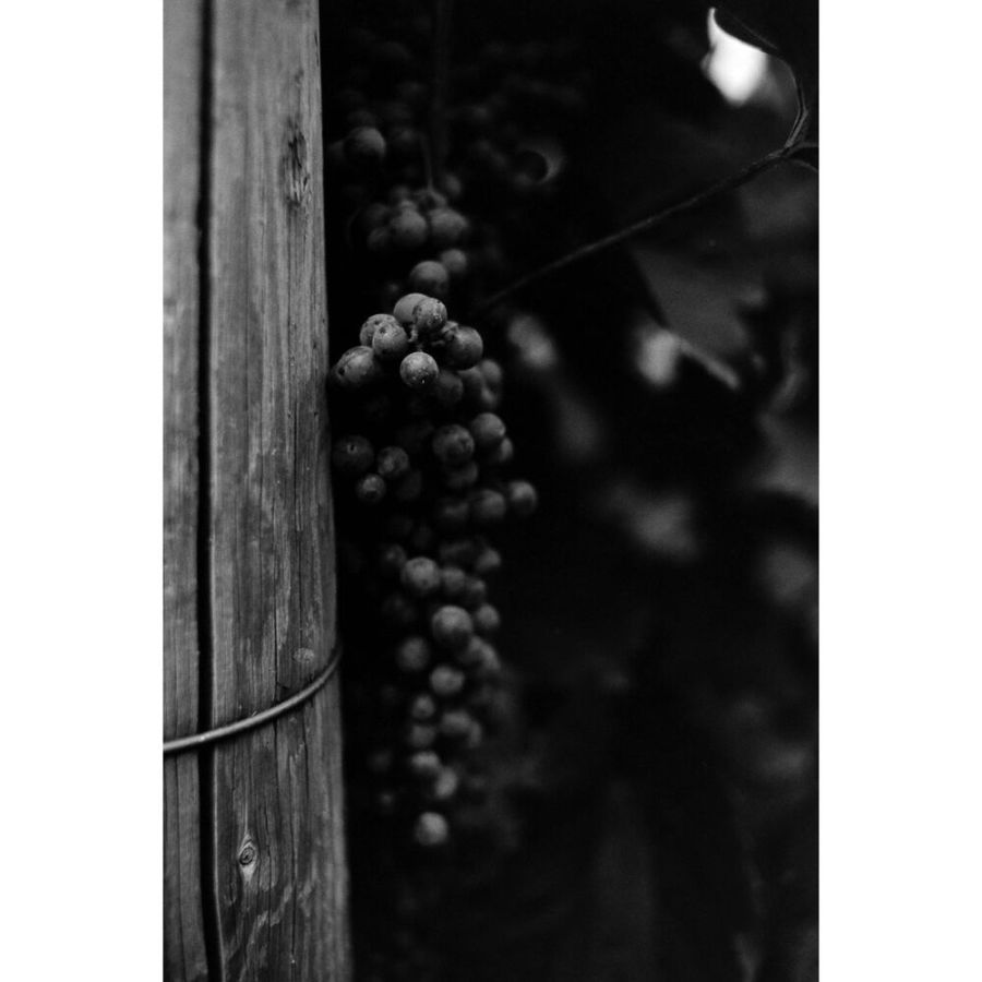 Filme fotográfico 35mm Ferrania P30 ISO 80 Preto e Branco 36 poses