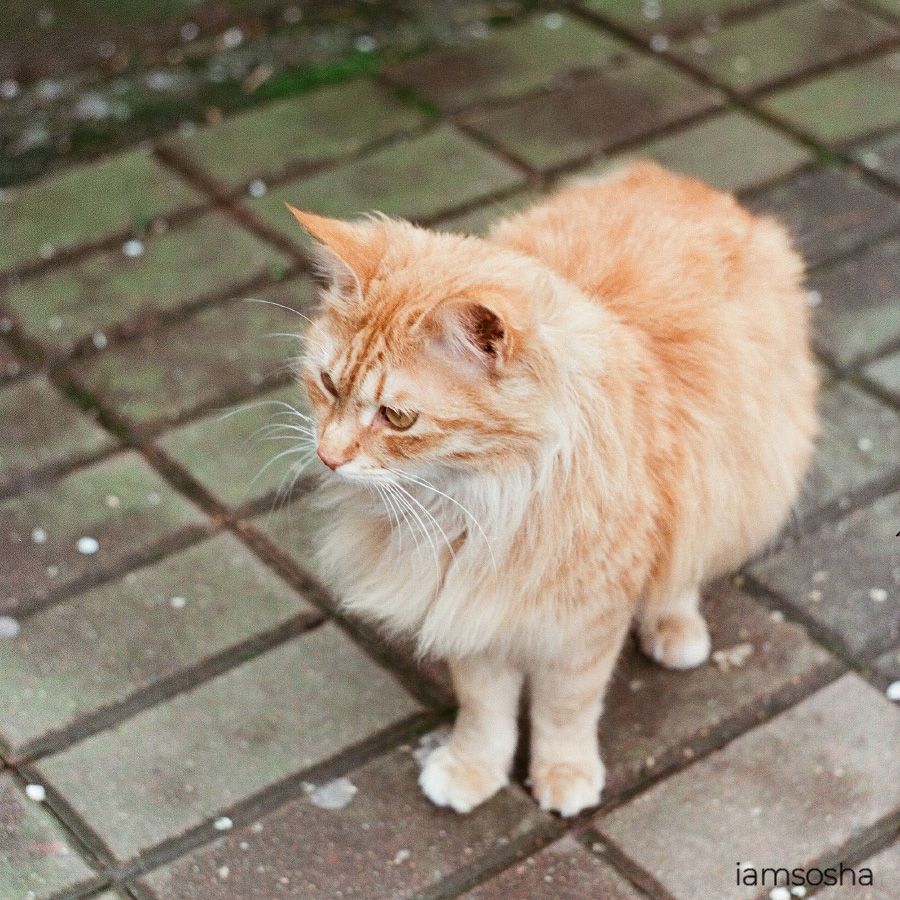 Filme fotográfico 35mm Aerostill 100 ISO 100 Colorido 30 poses (REBOBINADO)