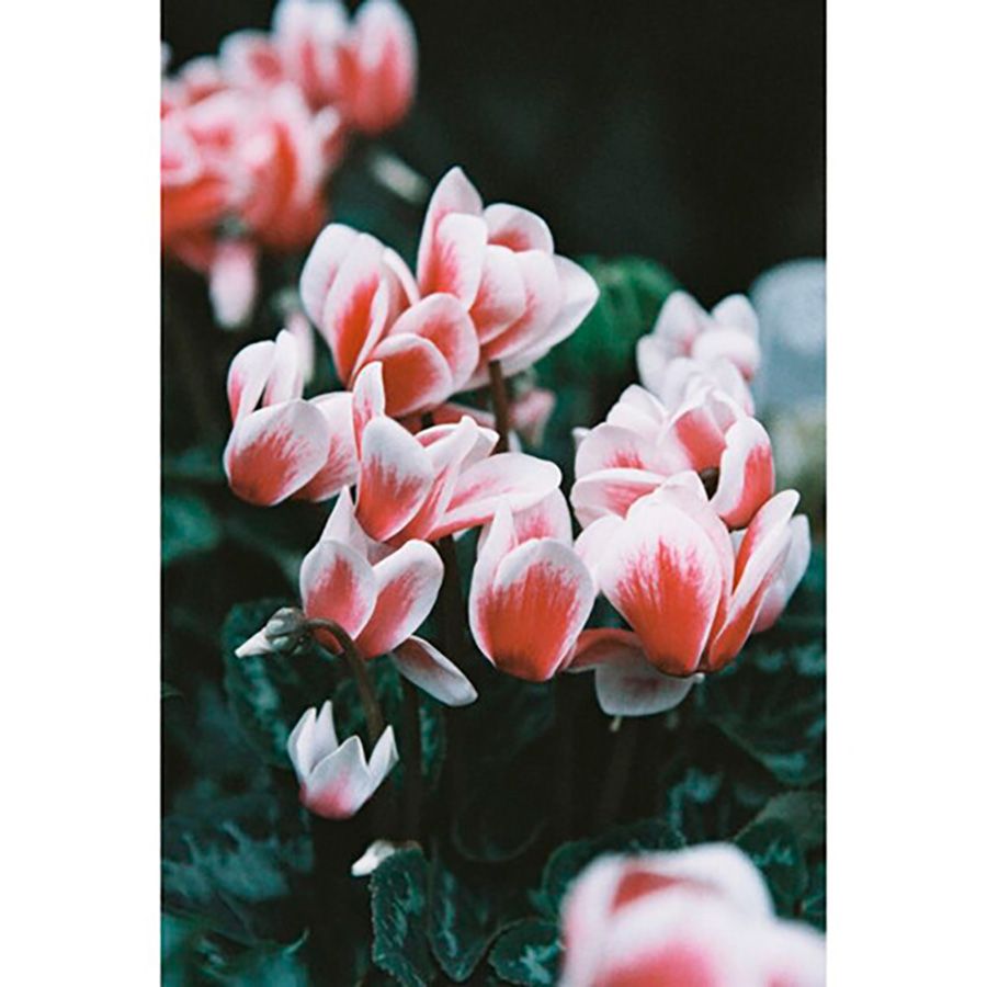 Filme fotográfico 35mm Lomography LomoChrome Color '92 ISO 400 36 poses