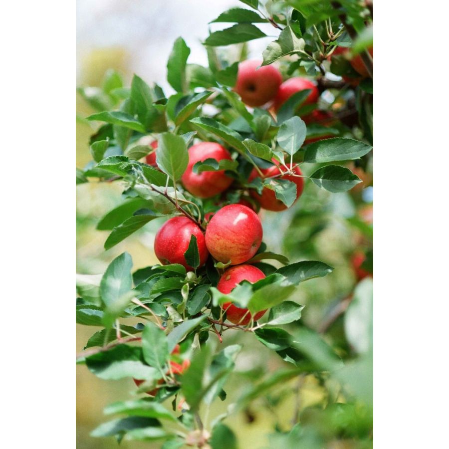 Filme fotográfico 35mm Kodak Eastman Ultramax ISO 400 Colorido 36 poses